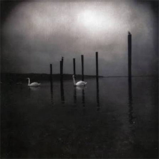 OM【Conference of the Birds】新品レコード