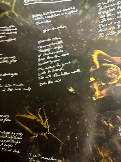 Northless【Last Bastion of Cowardice】中古レコード